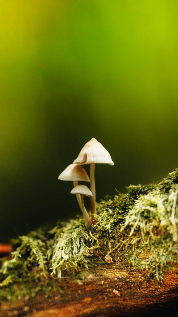 Photo d'un champignon brun