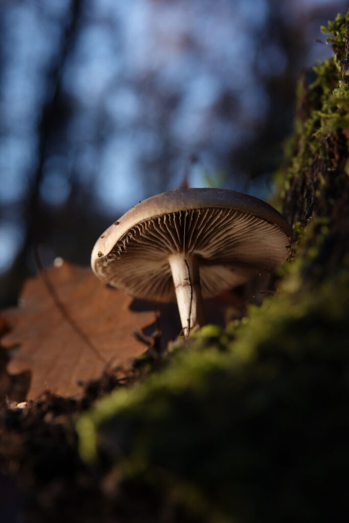 Photo de Bejan : https://www.pexels.com/fr-fr/photo/29379836/